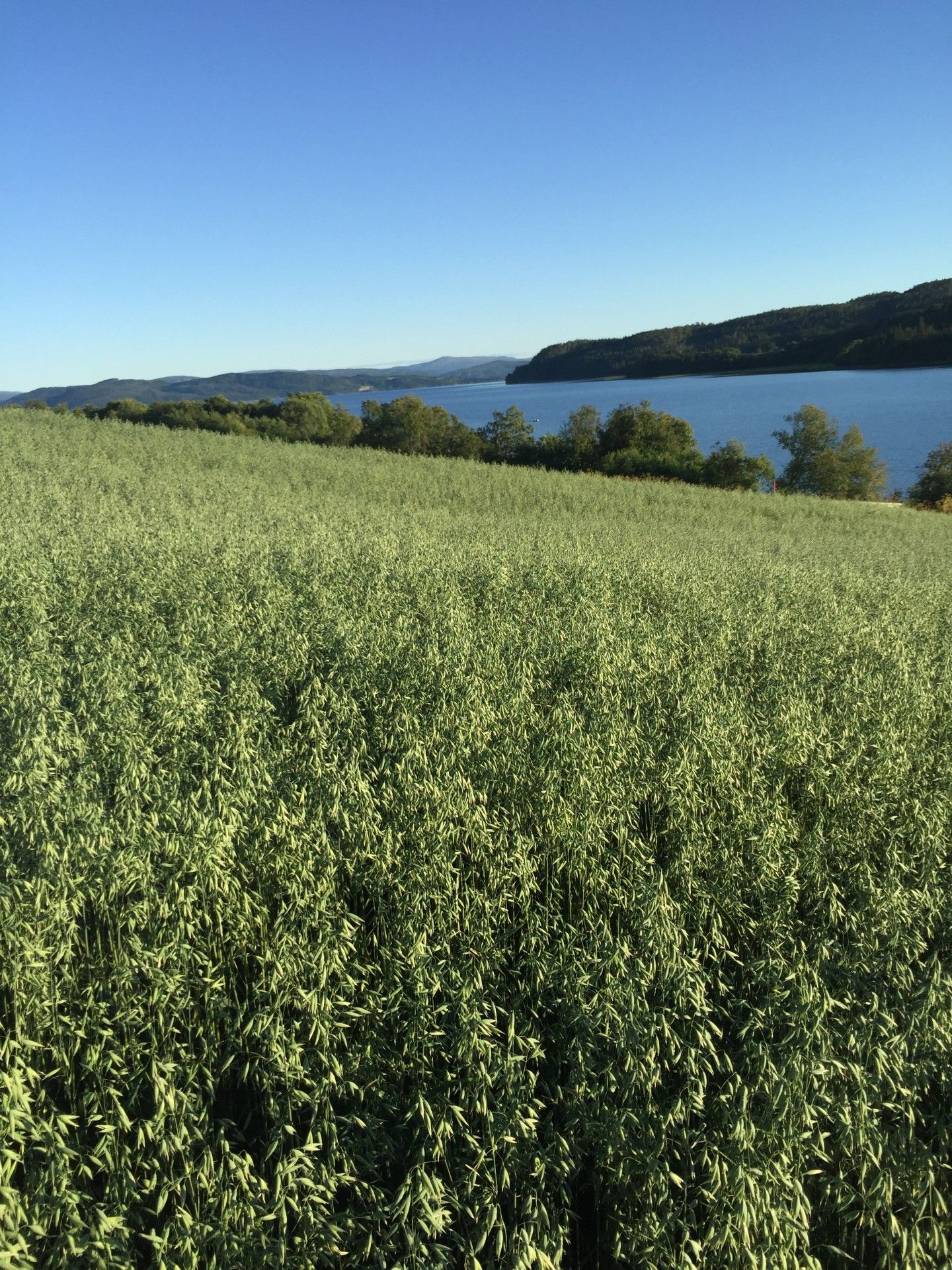 Havreåker ned mot fjorden