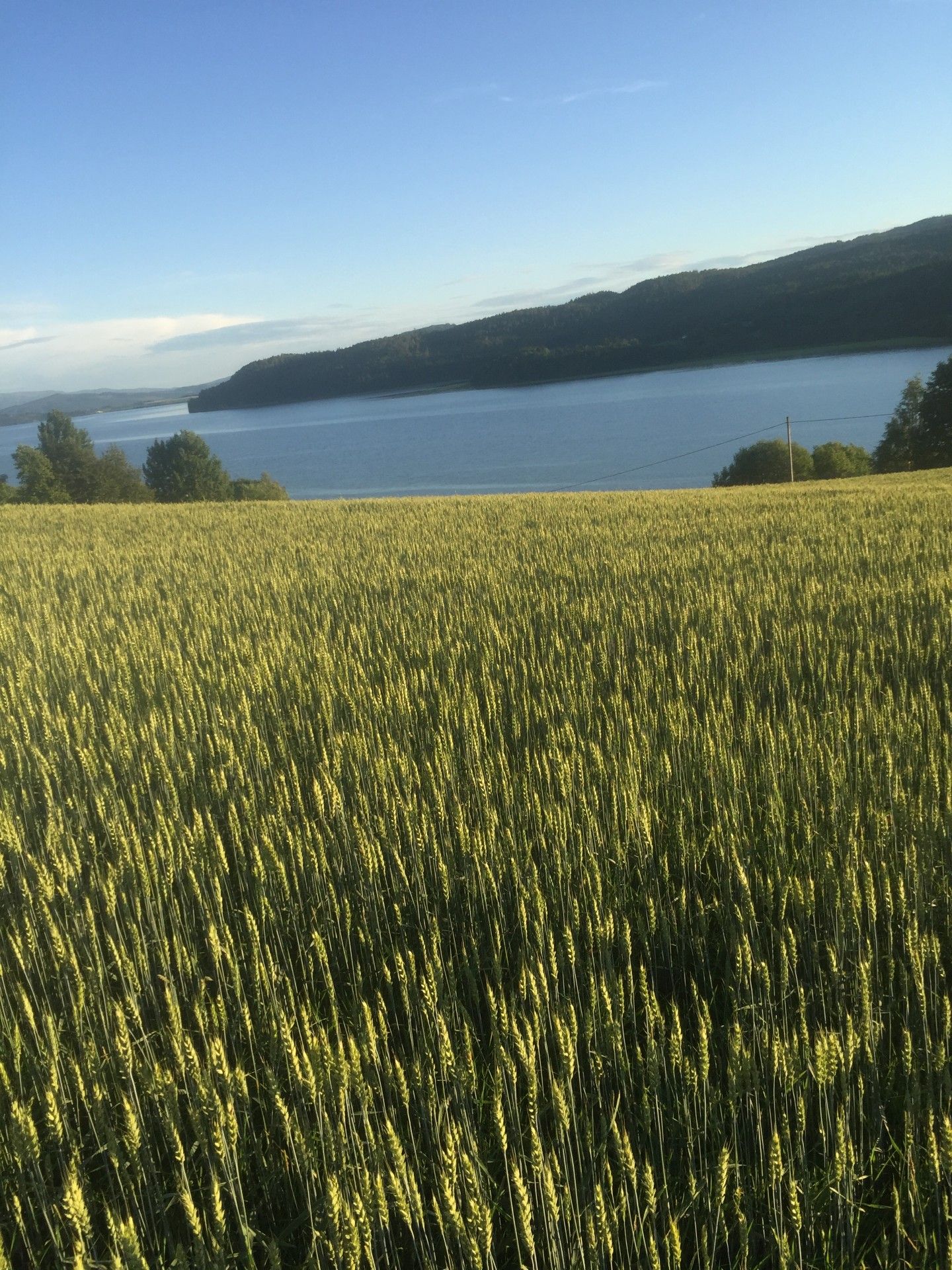 Hveteåker ned mot fjorden