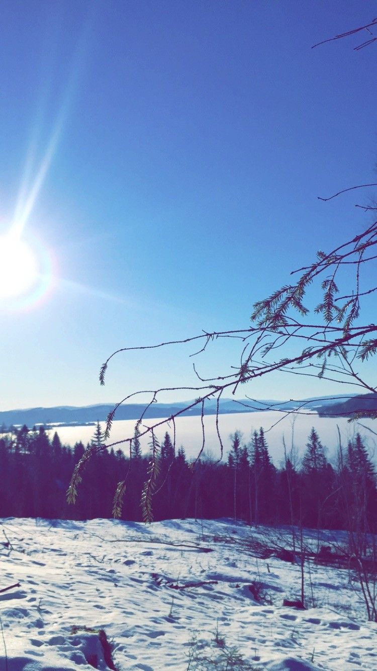 Skogsmark en klar vinterdag